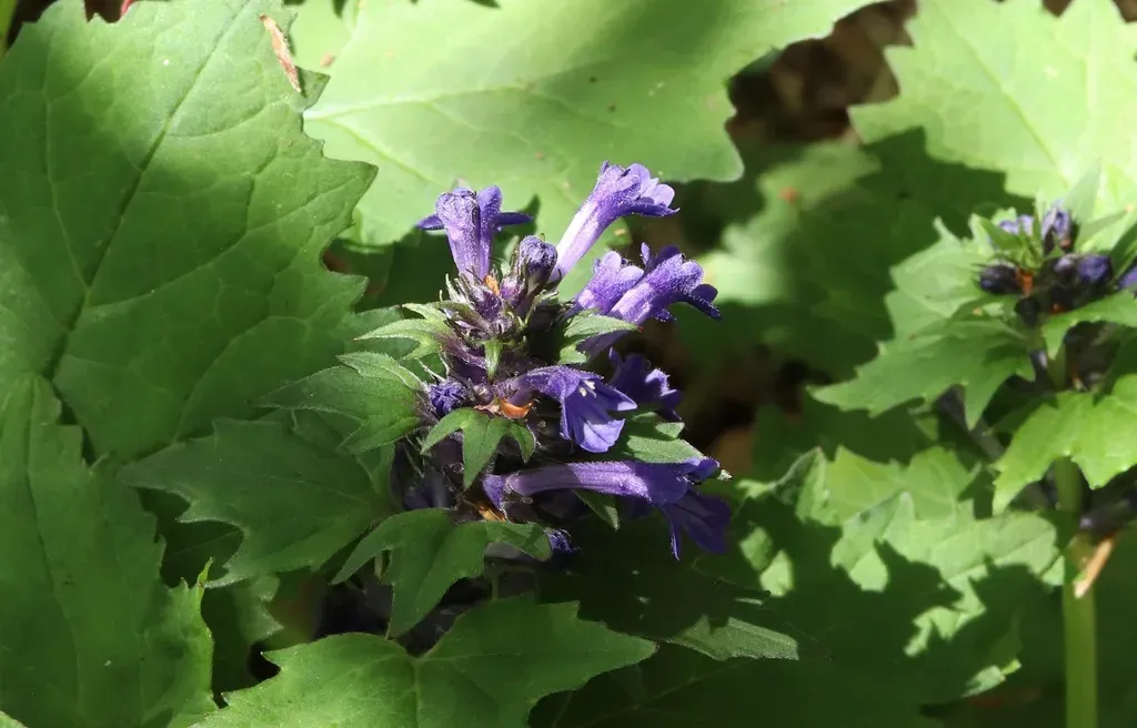Ajuga Incisa
