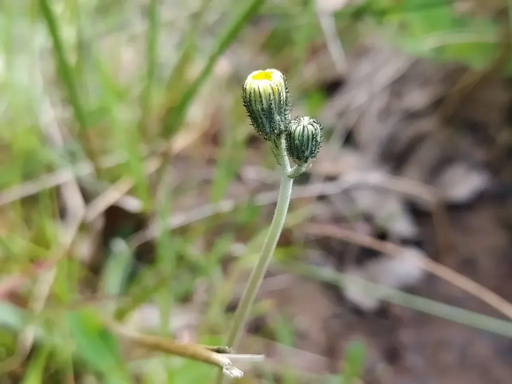 Lettuce Hawkweed
