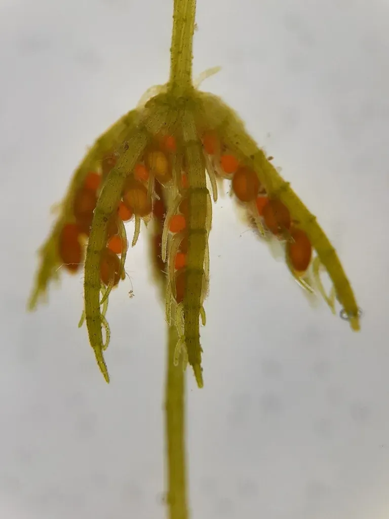 Delicate Stonewort