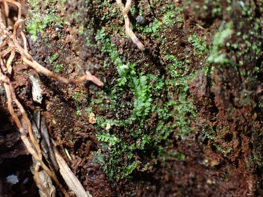 Variable-leaved Crestwort