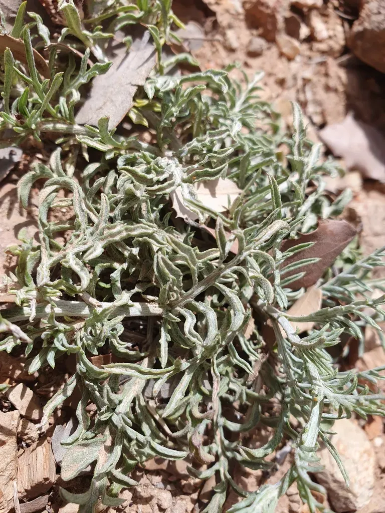 Centaurea Tougourensis