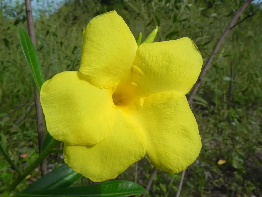 Thevetia Bicornuta