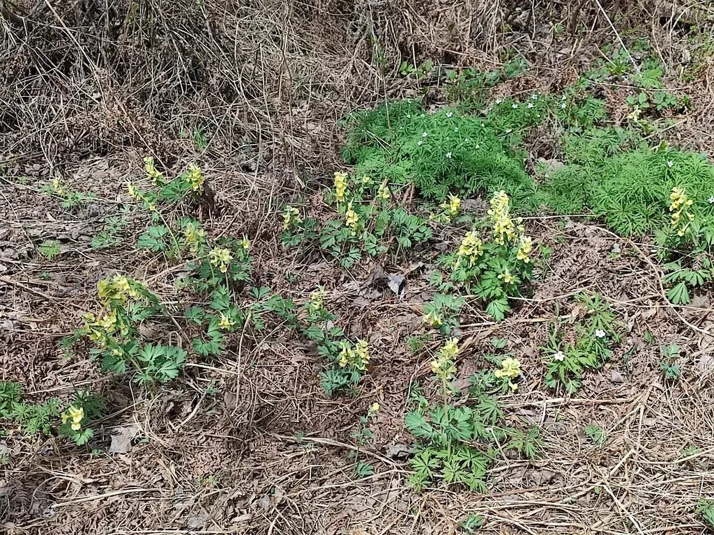 Bracted Corydalis
