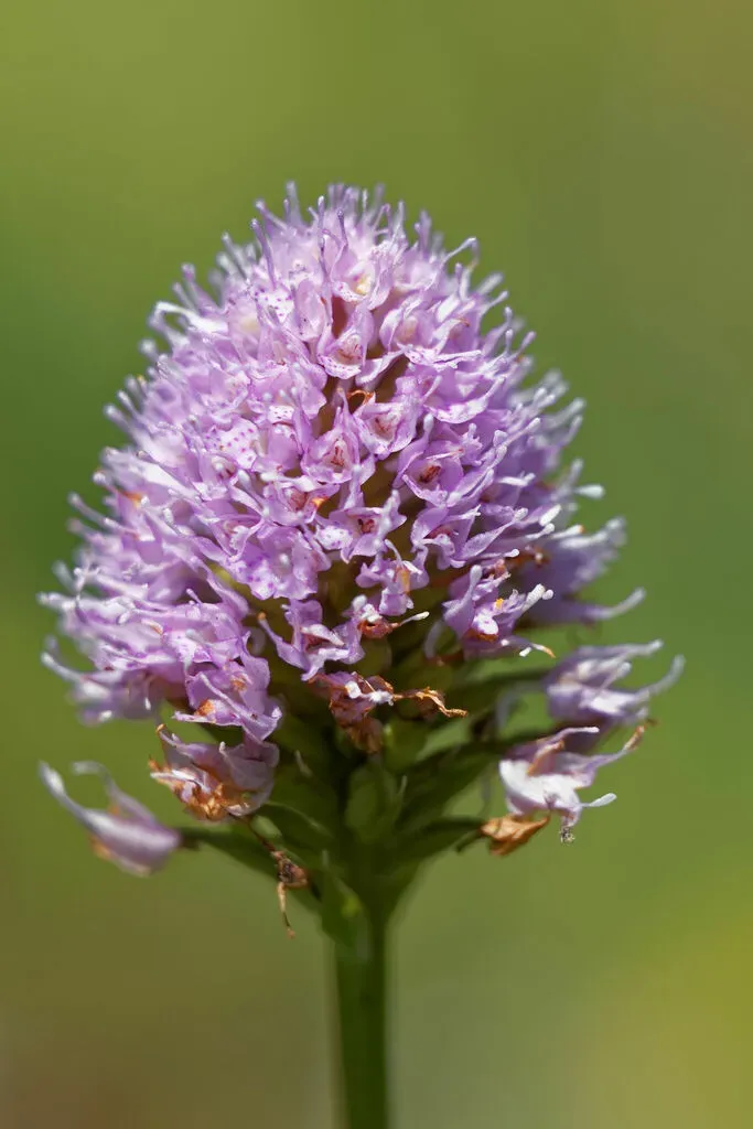 Globe-flowered Orchid