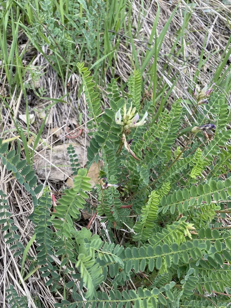 Astragalus Demetrii