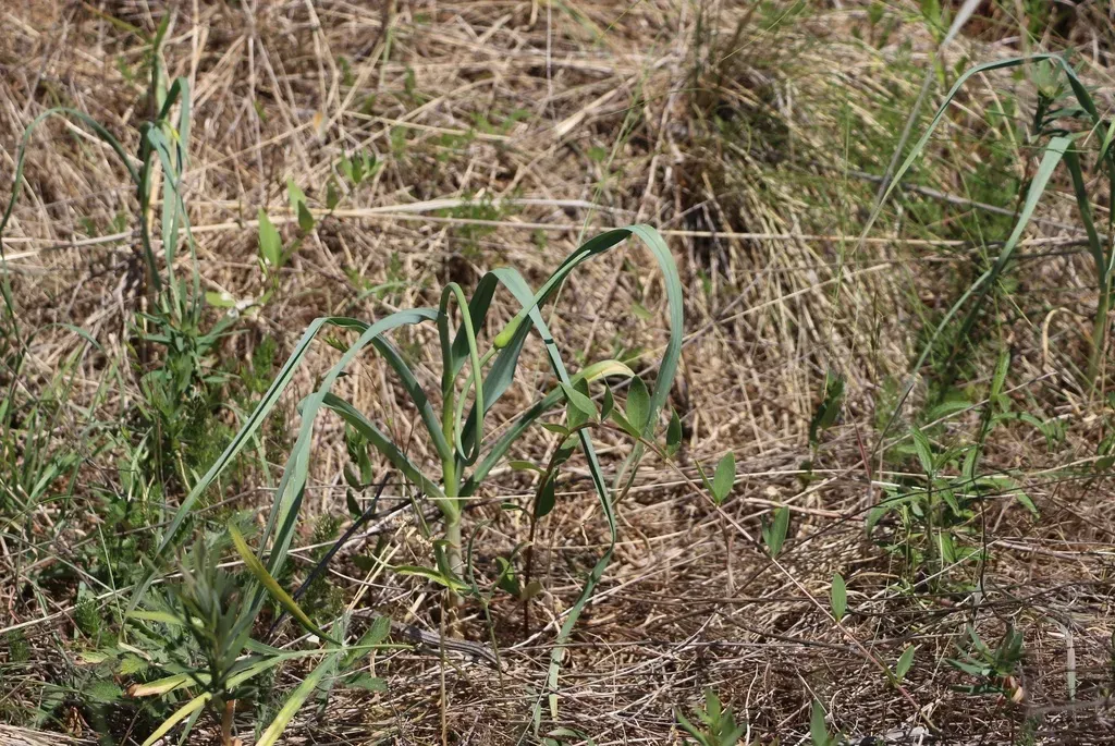 Allium Atroviolaceum
