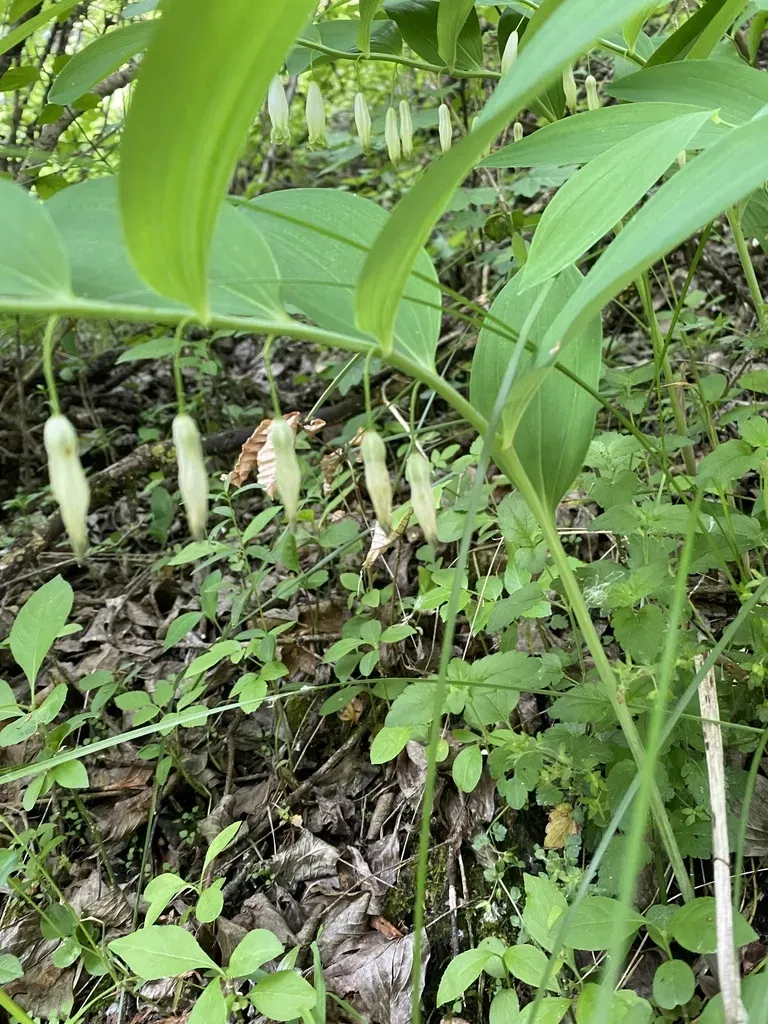 Polygonatum Glaberrimum