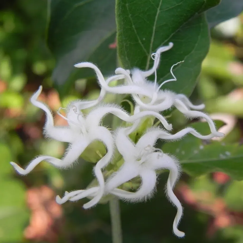 Oxypetalum Erianthum