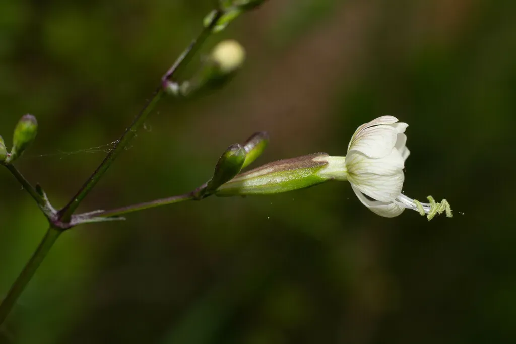 Silene Longicilia