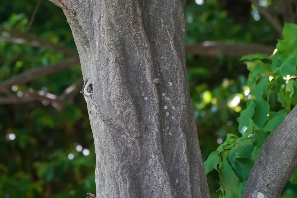 Loose-flower Hornbeam