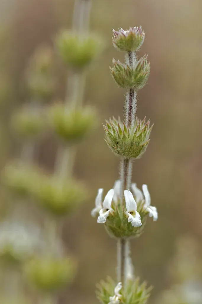 Sideritis Pusilla