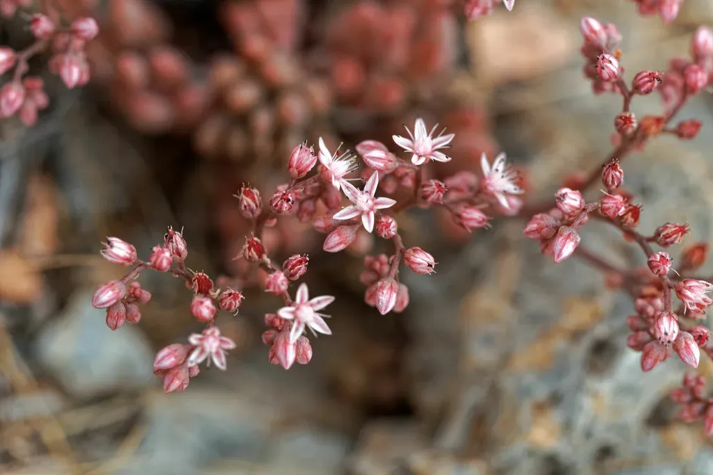 Sedum Gypsicola