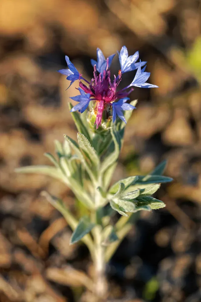 Iranian Knapweed