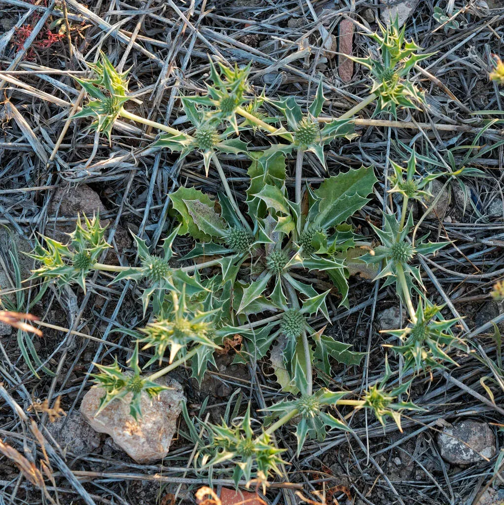 Eryngium Ilicifolium