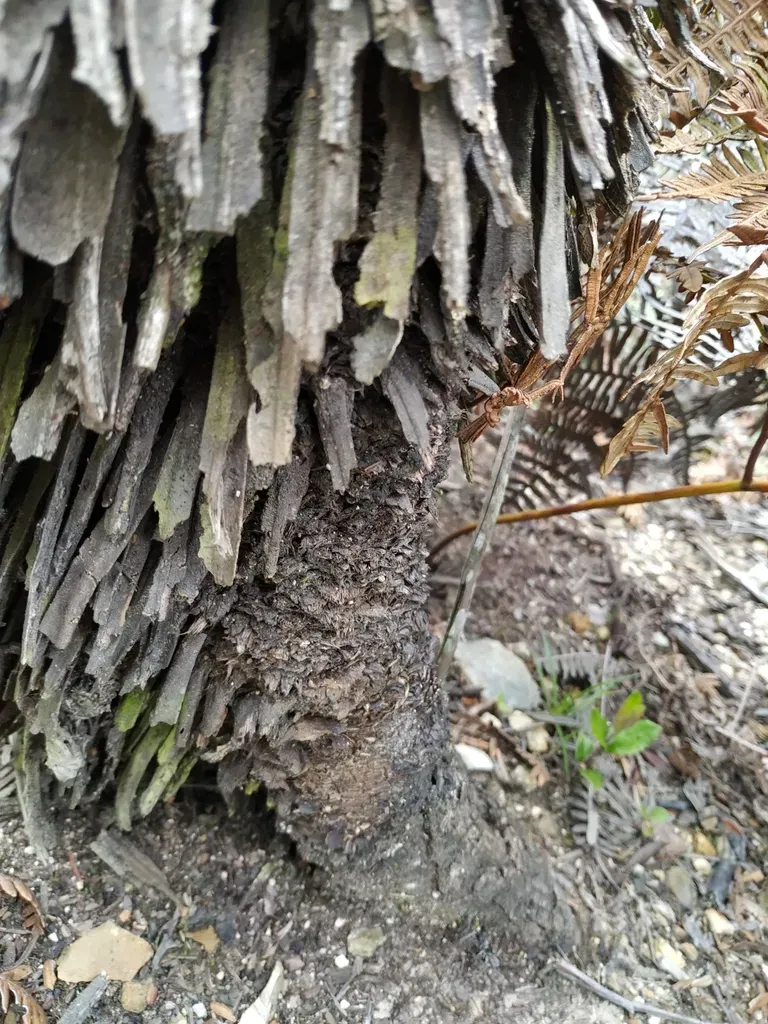 Espeletia