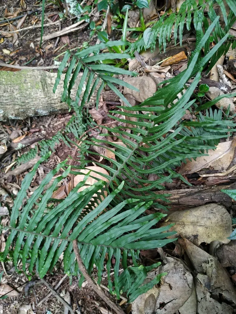 Serpocaulon Sessilifolium