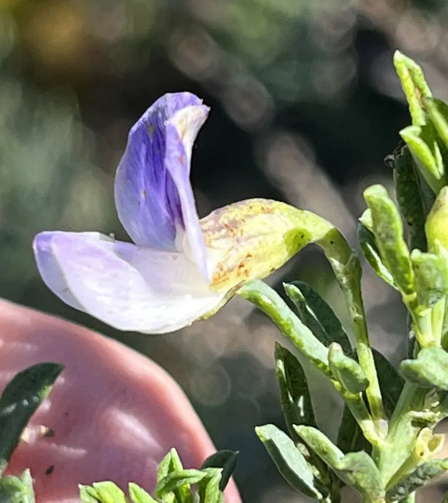 Violet-flash Fountainbush