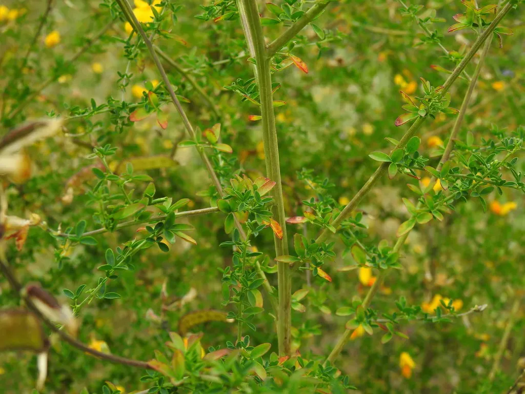 Adenocarpus Anisochilus