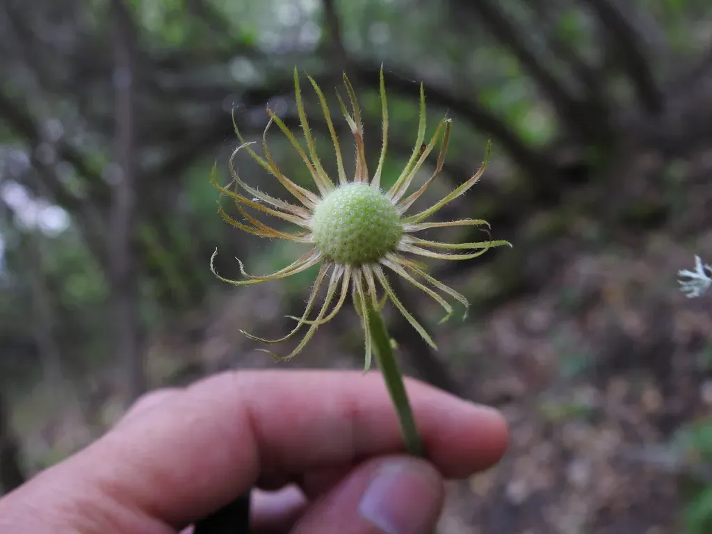Plantain-leaved Leopard's-bane