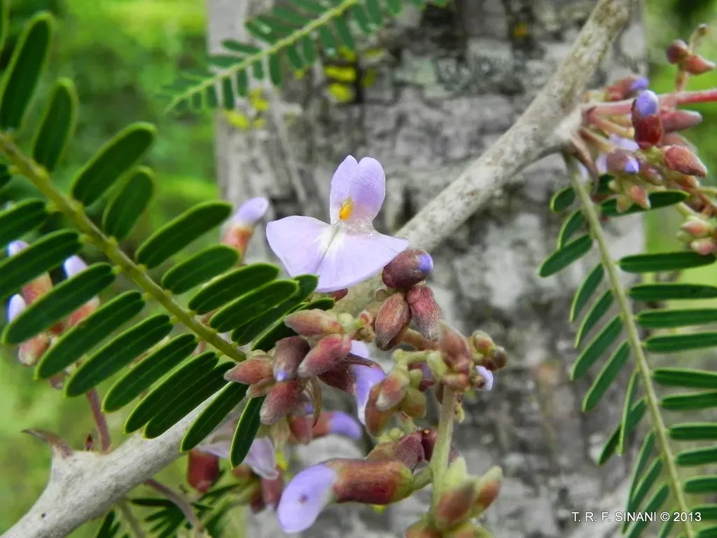 Machaerium Eriocarpum