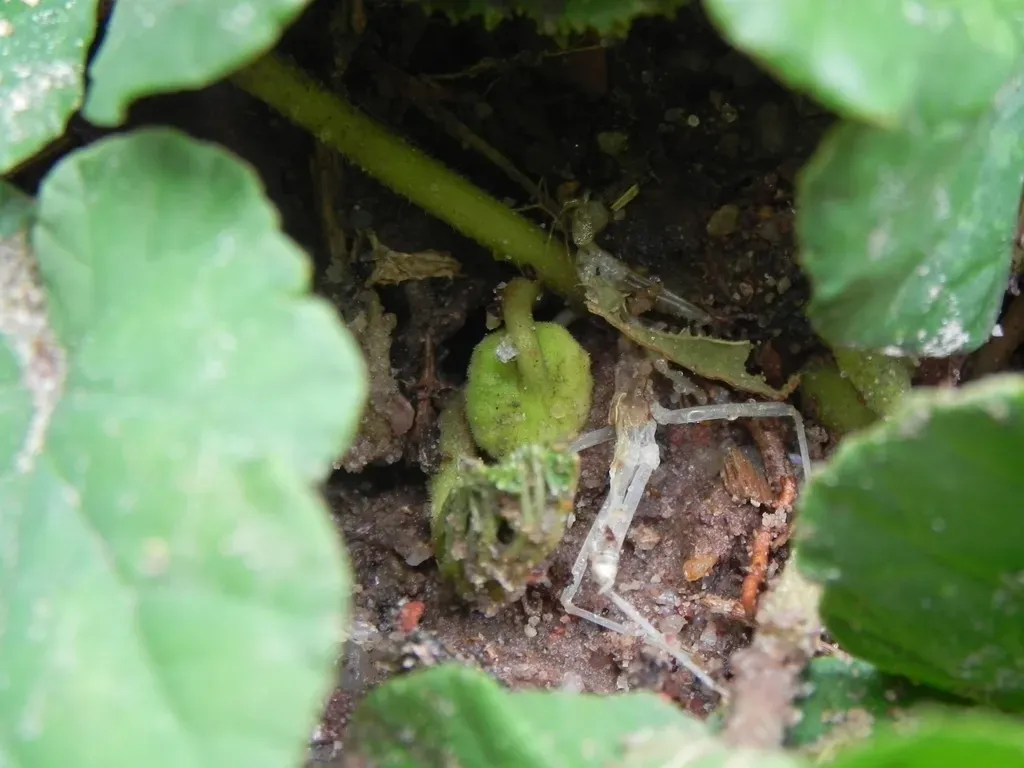 Dorstenia Brasiliensis