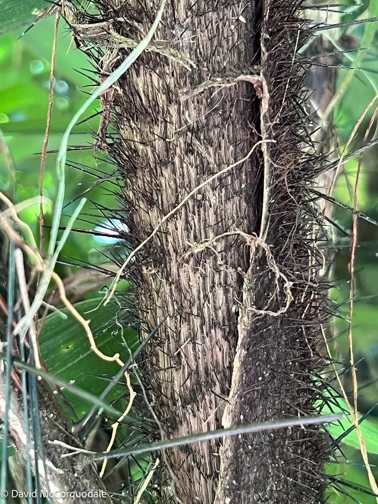 Bactris Dianeura