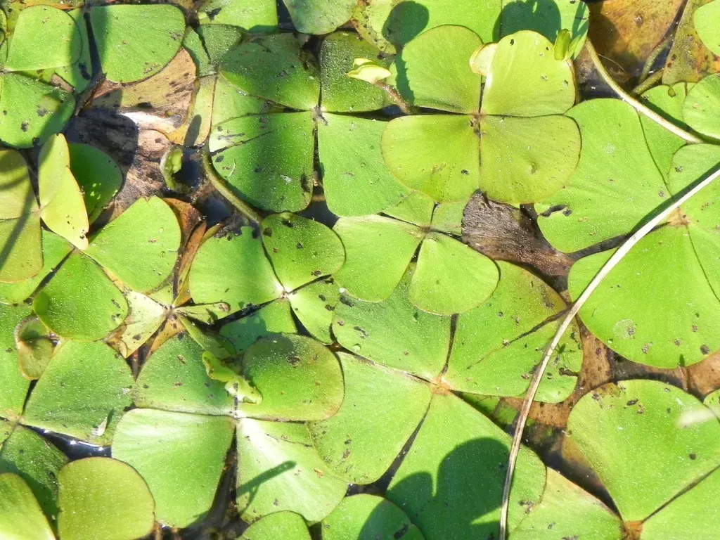 Marsilea Ancylopoda