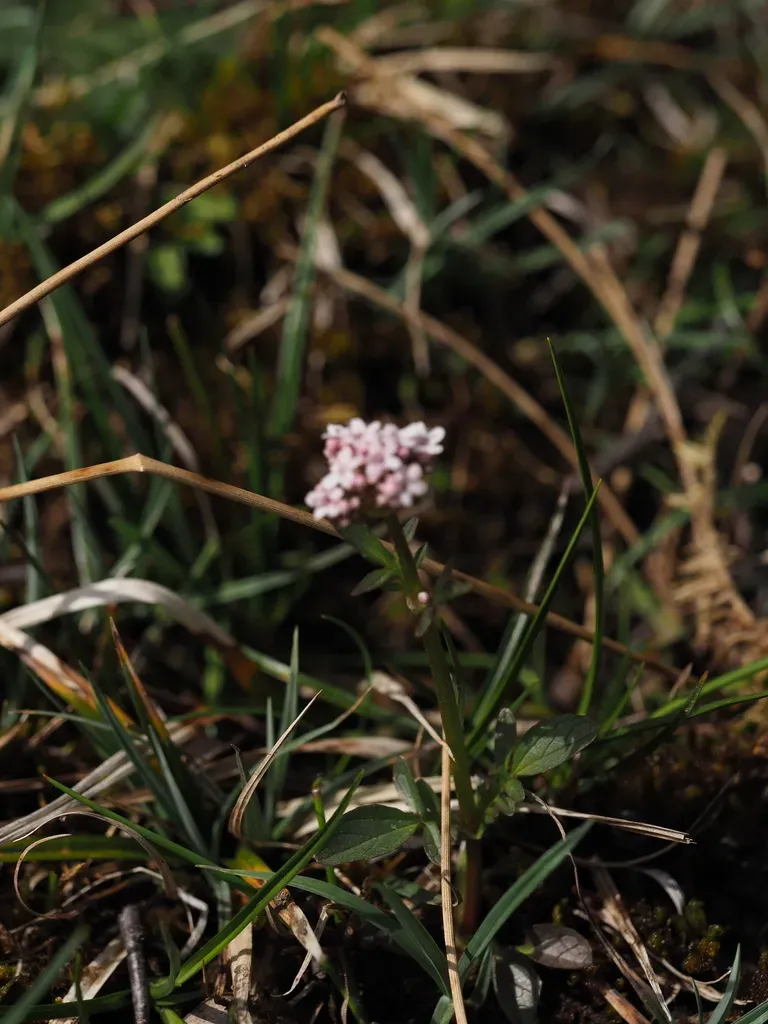 Marsh Valerian