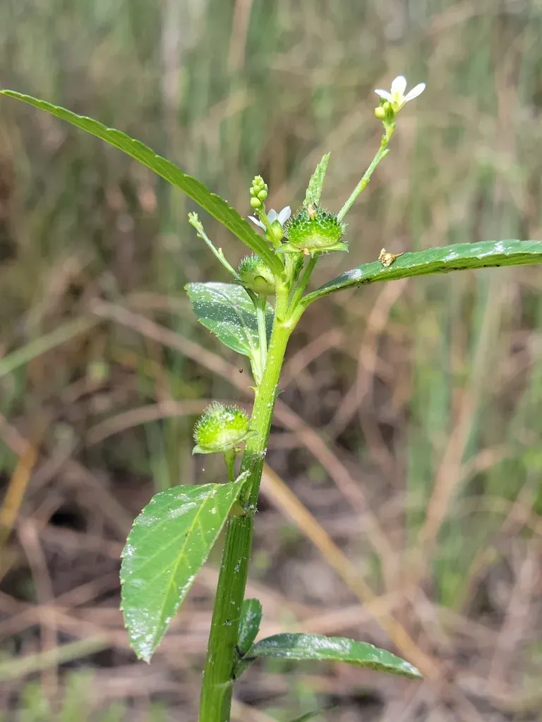 Chestnutleaf False Croton