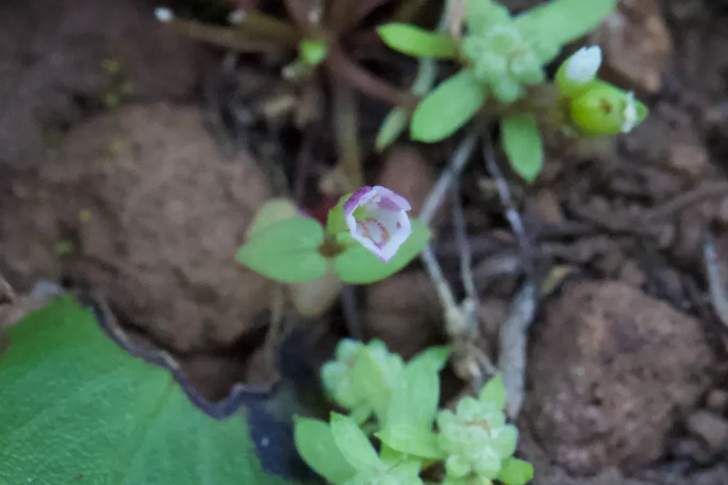 Small-flowered Monkeyflower