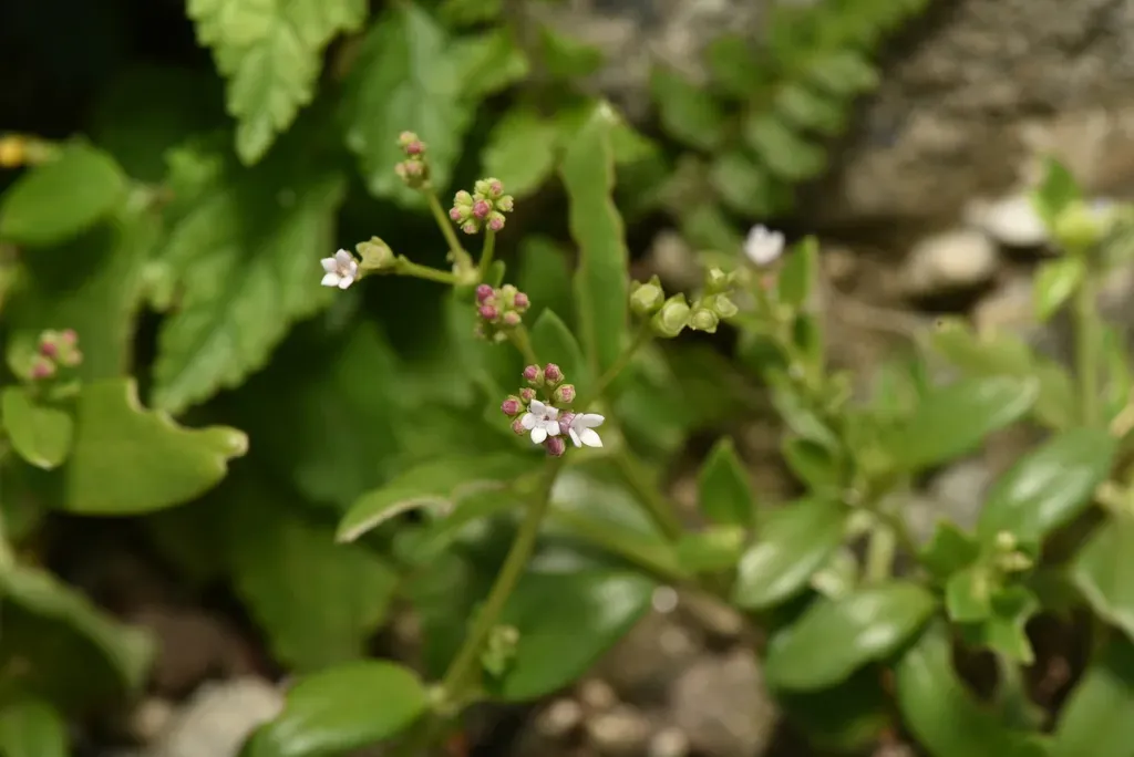 Leptopetalum Racemosum