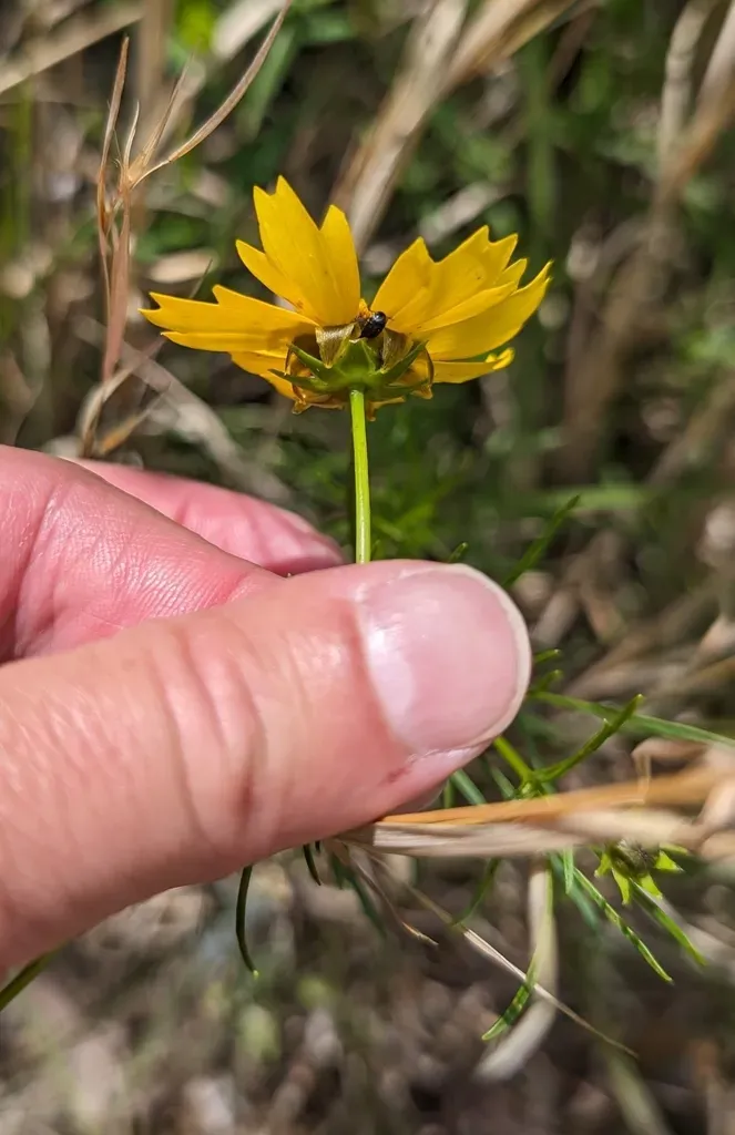 Large-flowered Tickseed