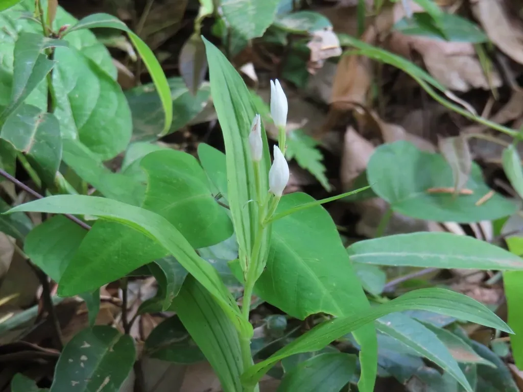 Long-bract Cephalanthera