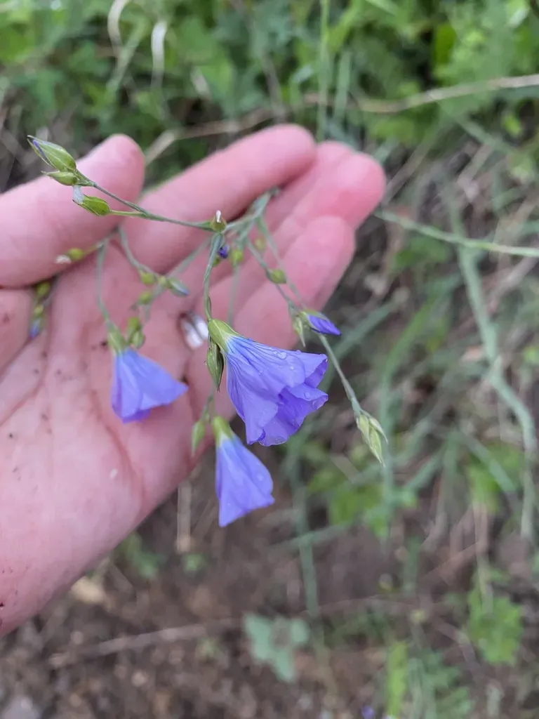 Linum Nervosum