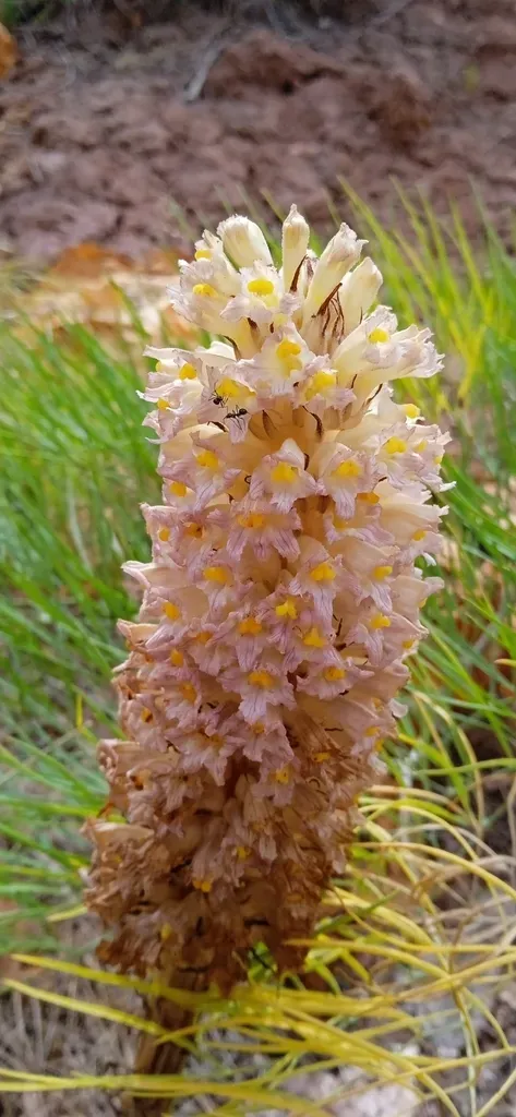 Orobanche Gigantea