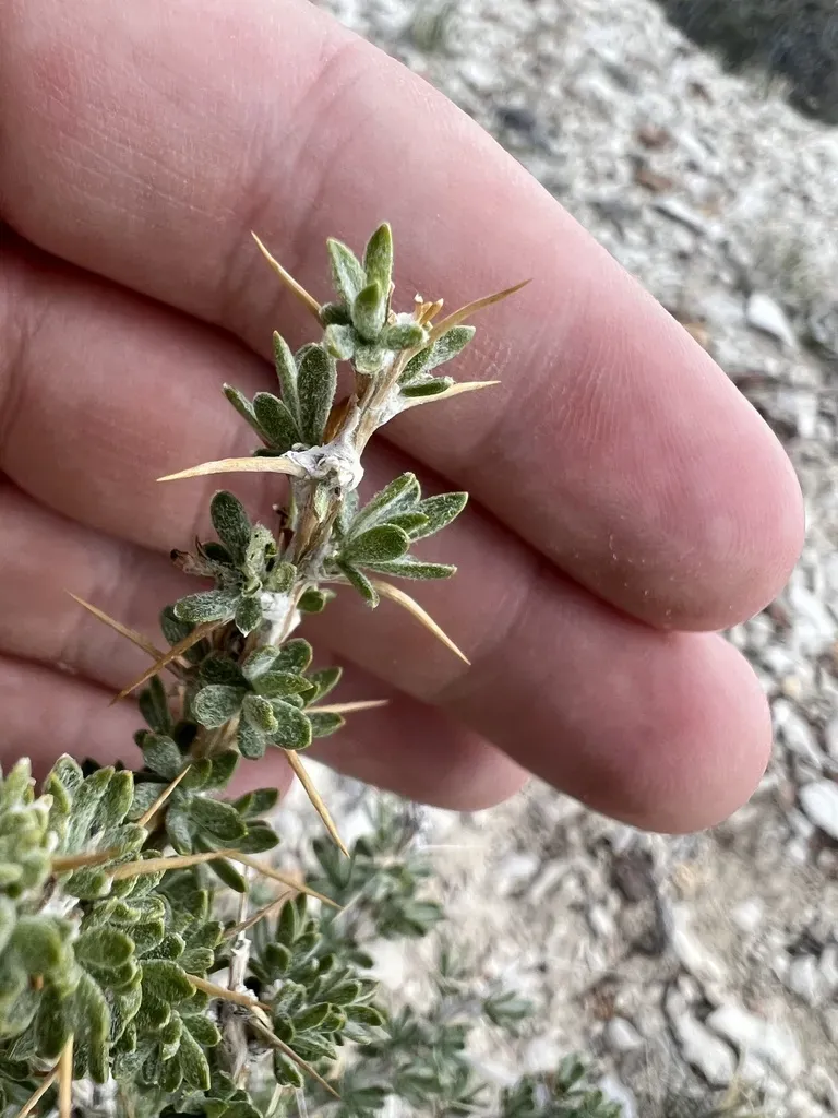 Nuttall's Horsebrush