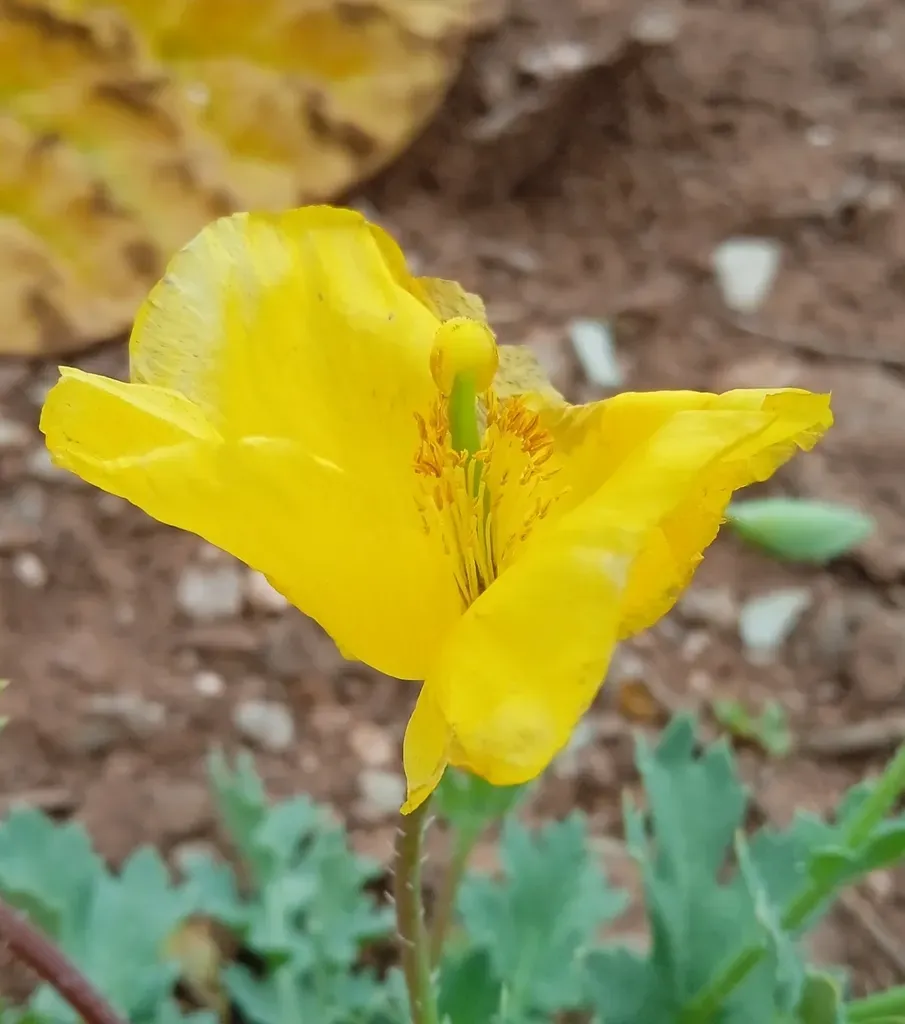 Glaucium Fimbrilligerum