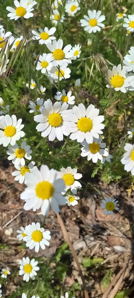 Eastern Chamomile