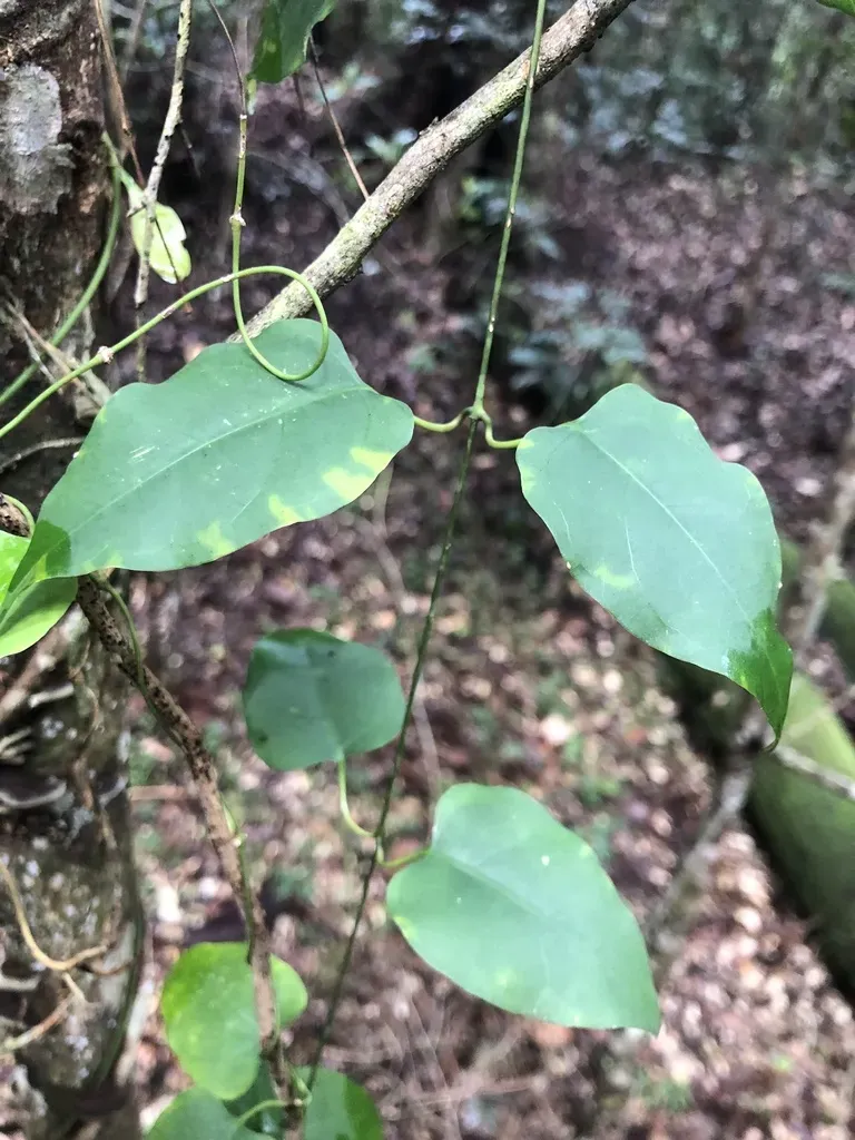 Green-leaved Silkpod