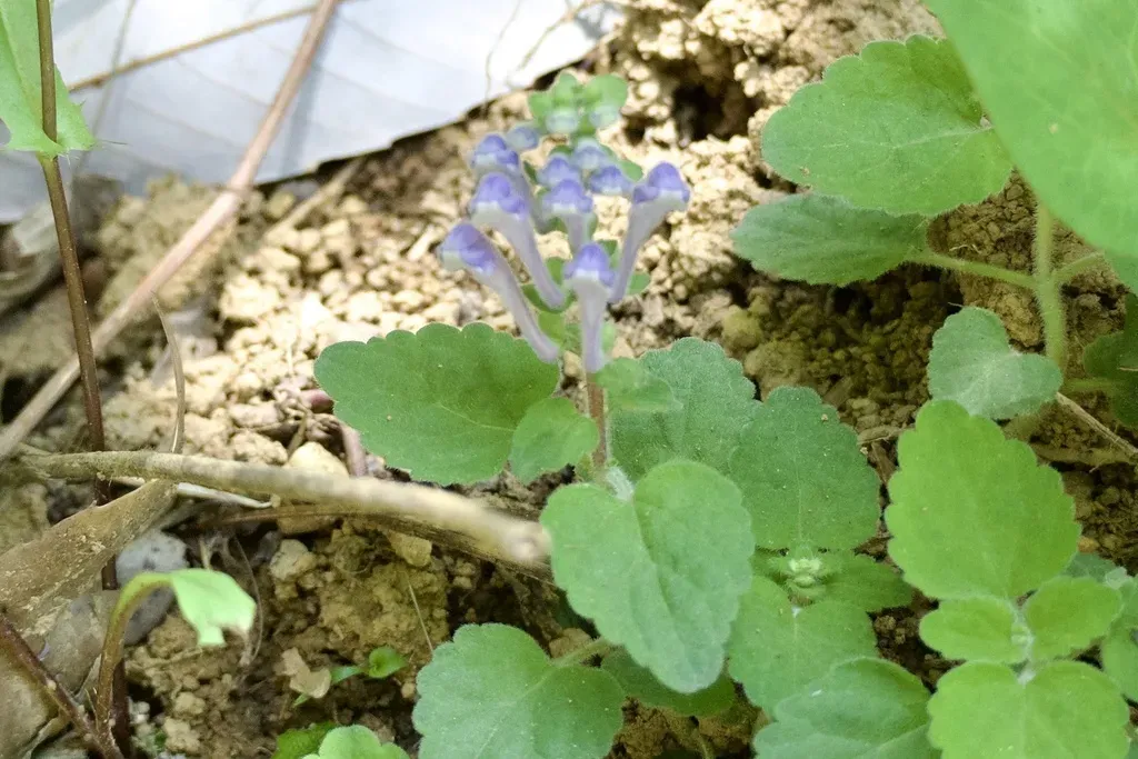 Scutellaria Brachyspica