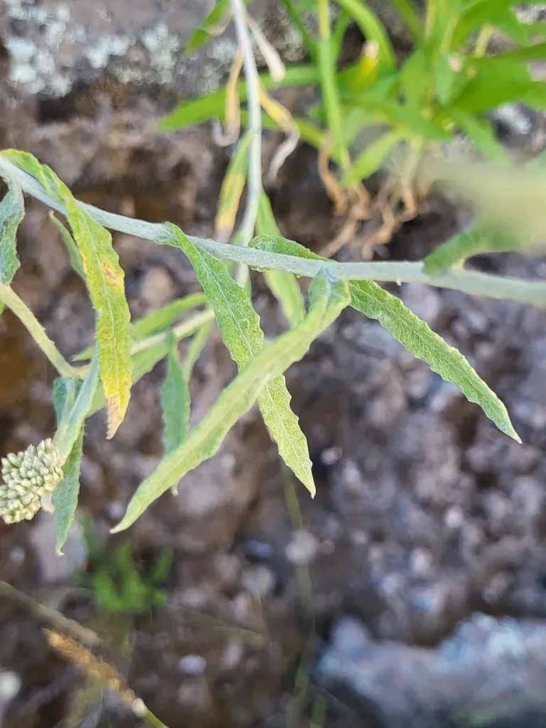 Achyrocline Ramosissima