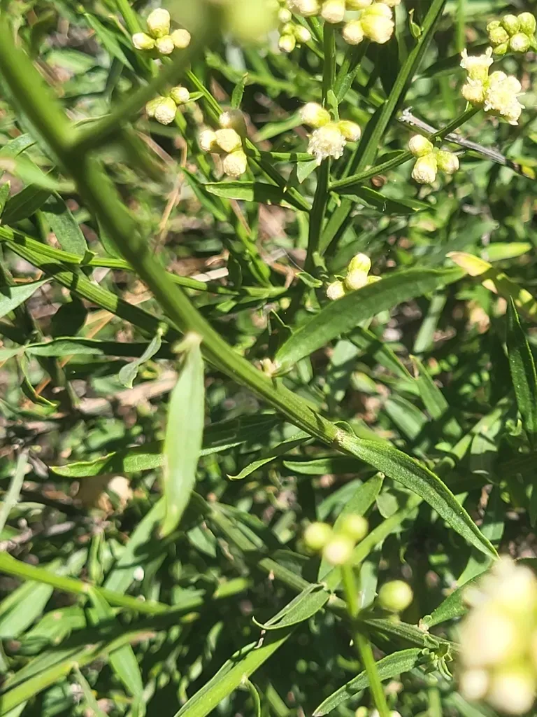 Baccharis Gnidiifolia