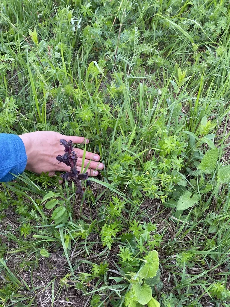 Orobanche Gamosepala