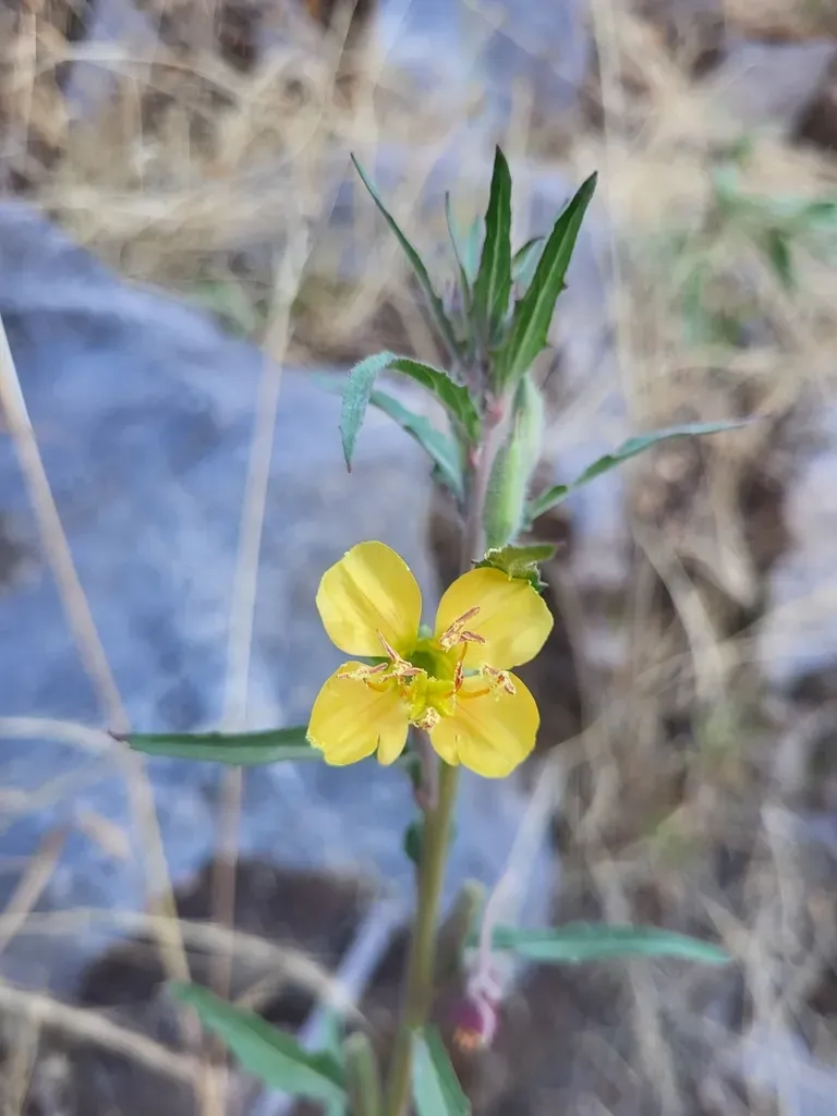Oenothera Verrucosa