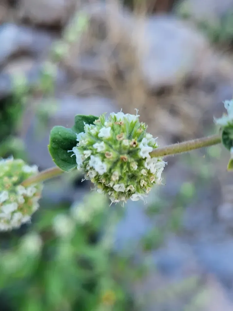 Minthostachys Spicata
