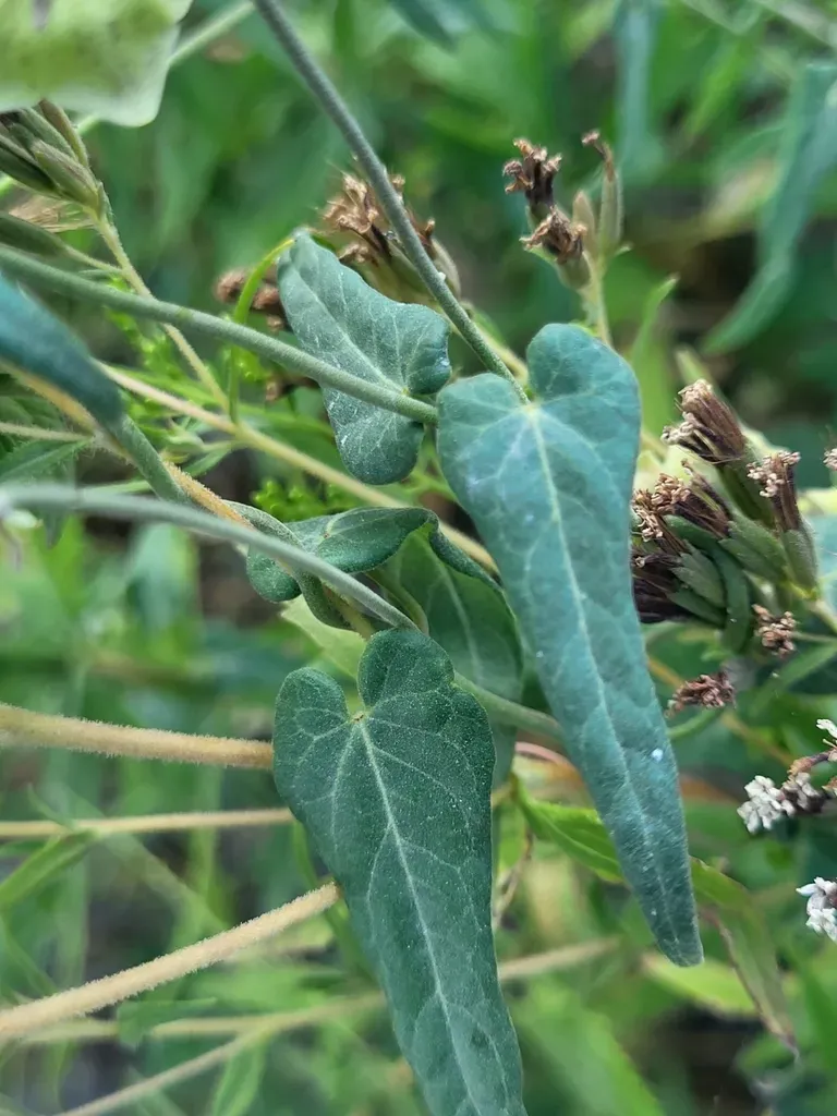 Philibertia Solanoides