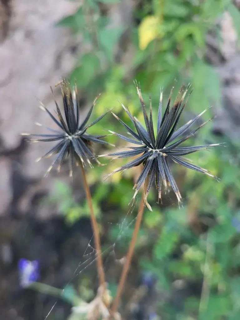 Bidens Exigua