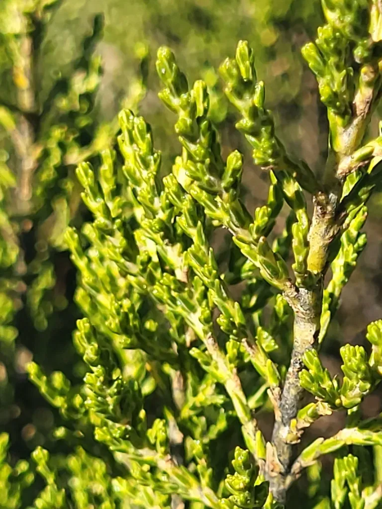 Parastrephia Quadrangularis