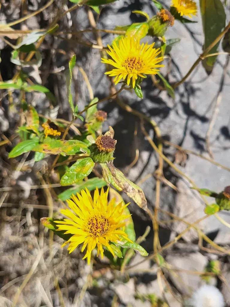 Chionopappus Benthamii