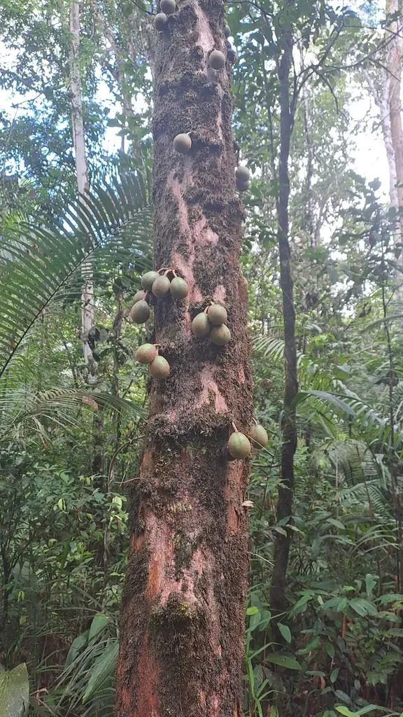 Chrysophyllum Cuneifolium